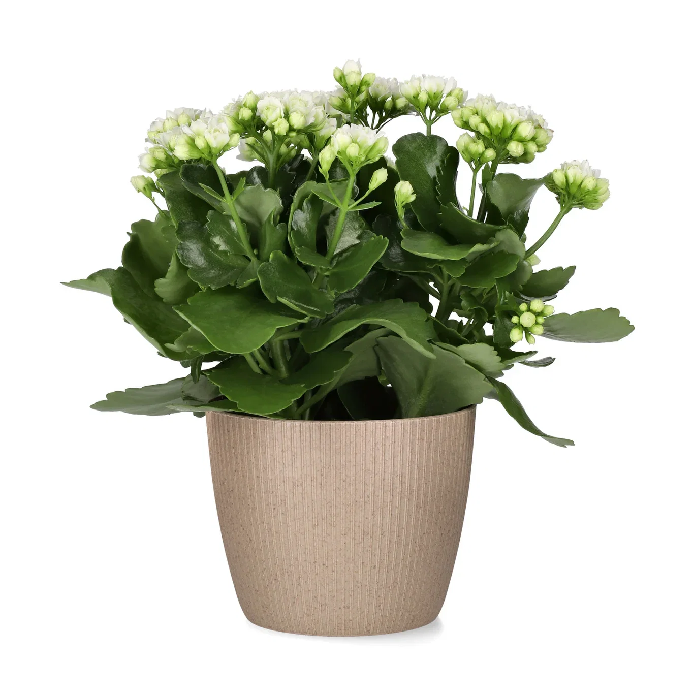 Lisse pot D14 latte