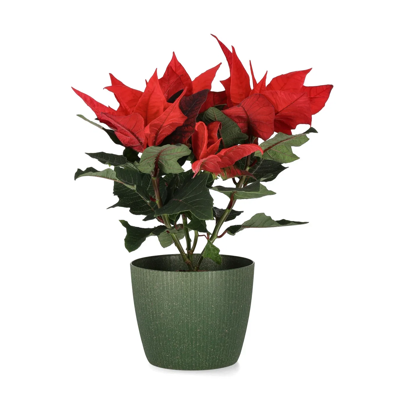 Lisse pot D14 green