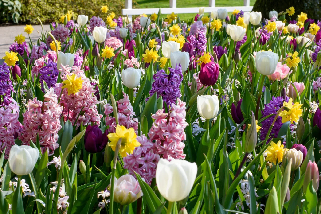 Blomsterlök mix Ratatouille Pastel Tones