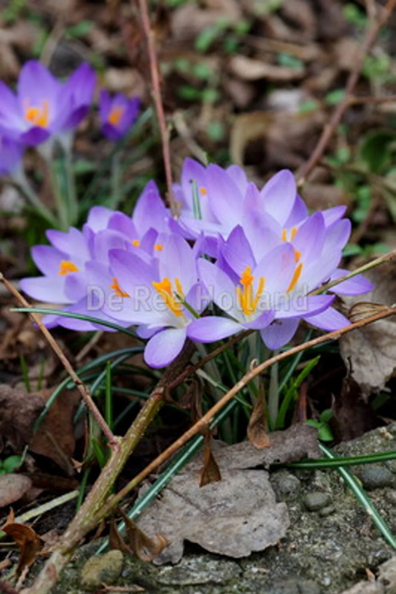 Crocus Botanical Advance