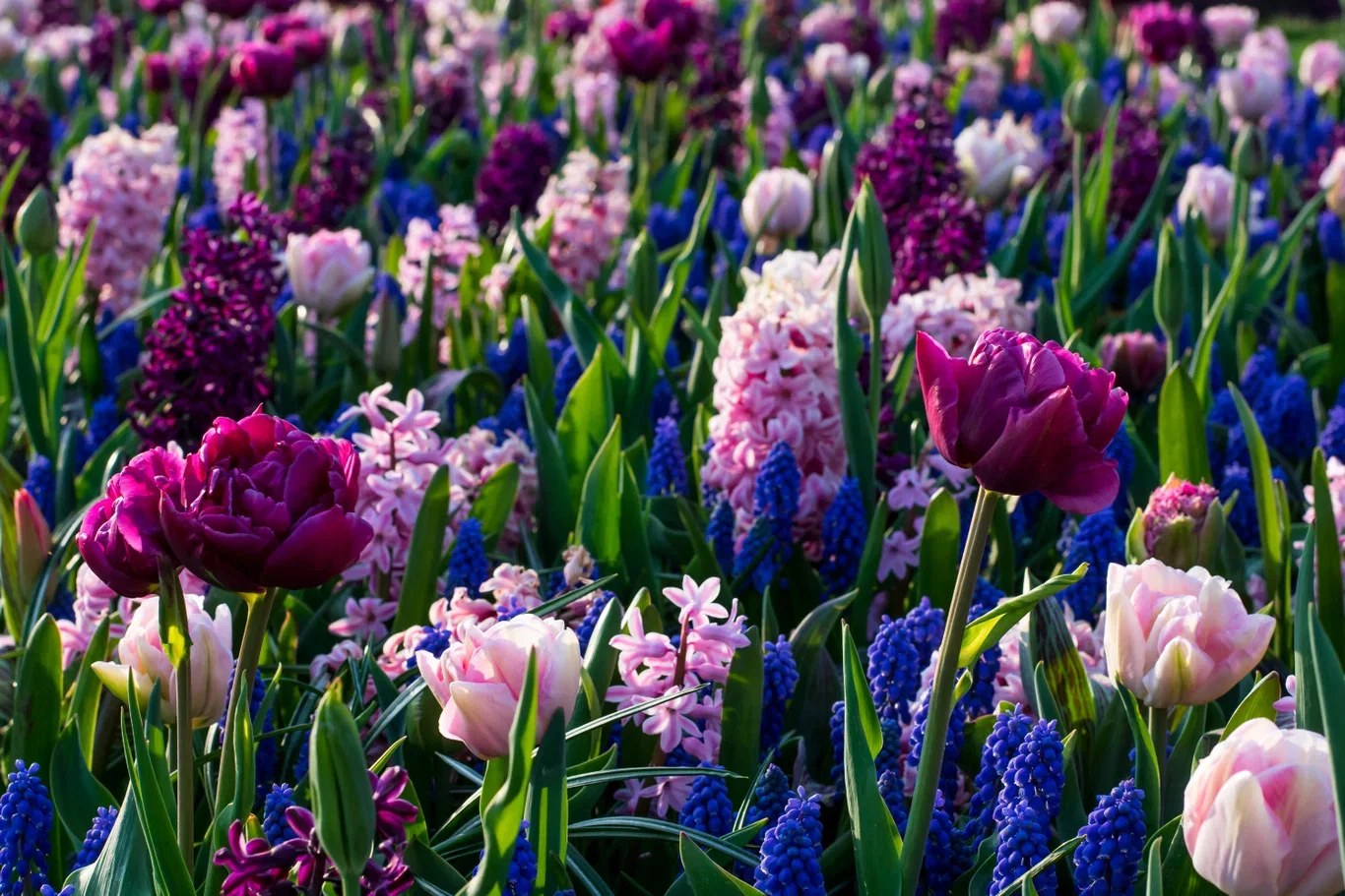 Blomsterlök mix Ratatouille Purple & Blue Tones