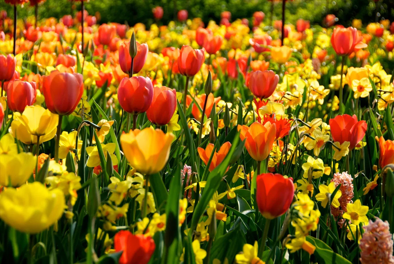 Blomsterlök mix Ratatouille Yellow & Orange Tones