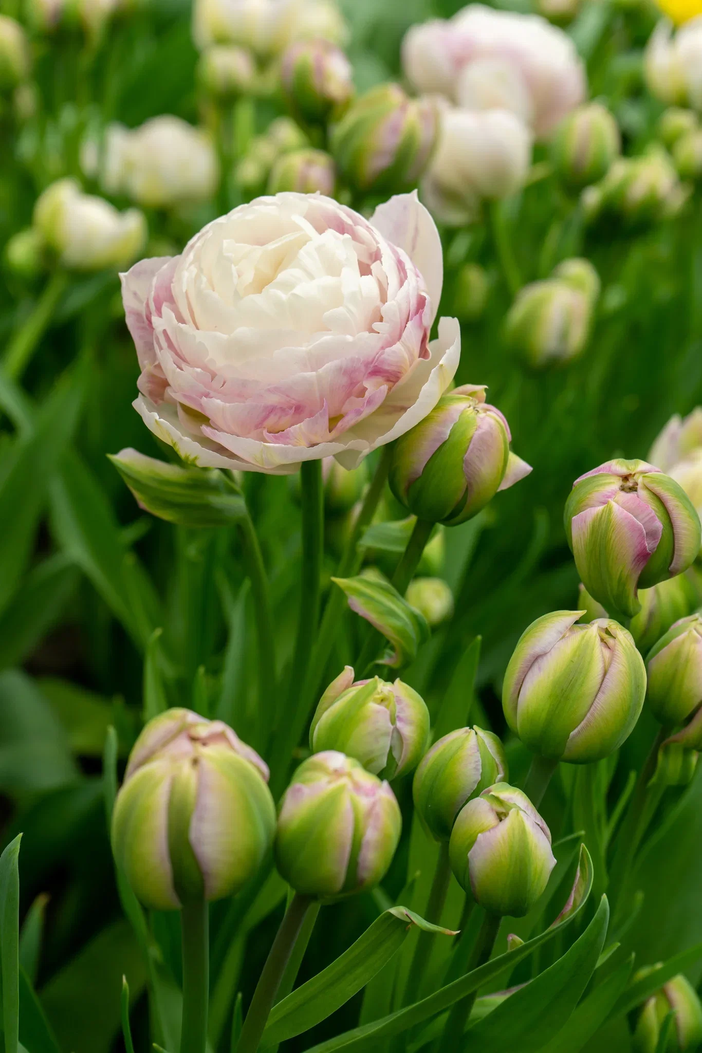 Tulpan 'Double Surprise'