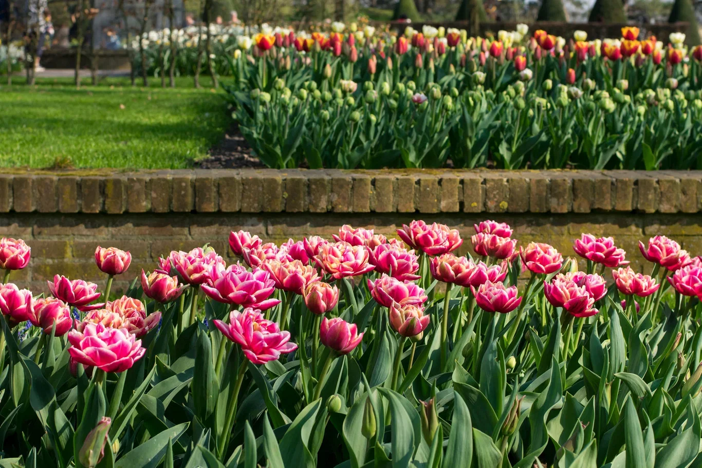 Tulpan 'Columbus' - 6 st