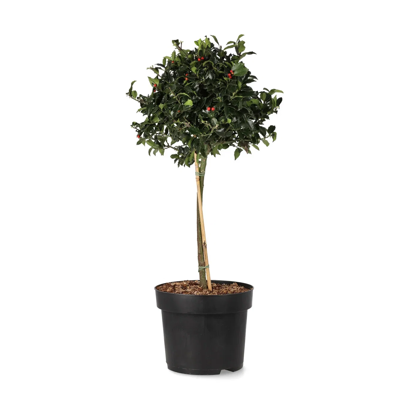 Ilex meserveae 'Blue Maid' stem 28 cm