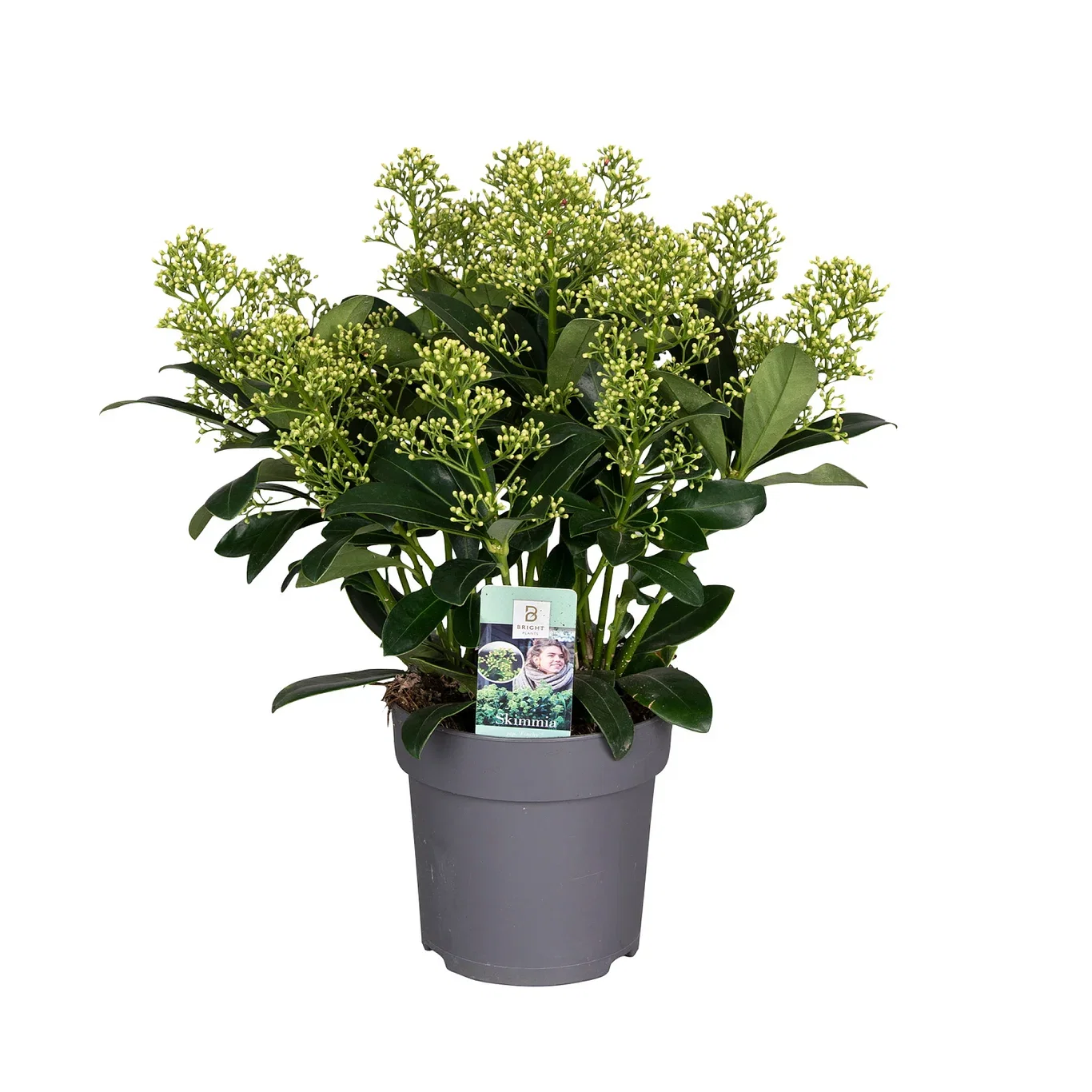 Skimmia j. 'Finchy' 15+ 15 cm