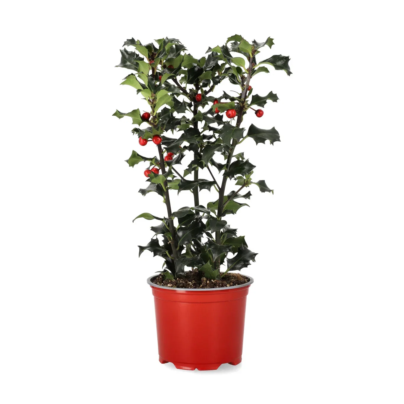 Ilex aquifolium 12 cm