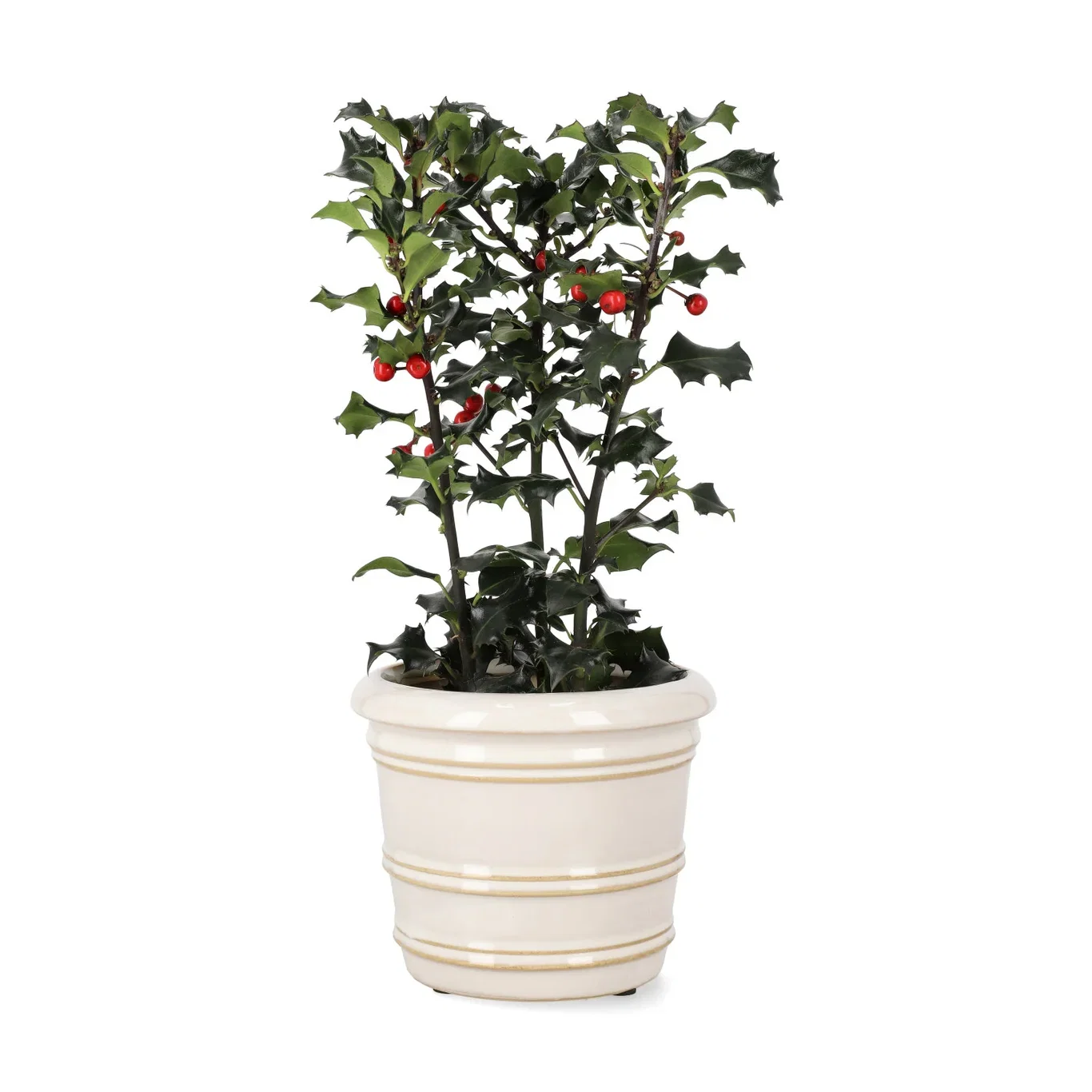 Ilex aquifolium 12 cm