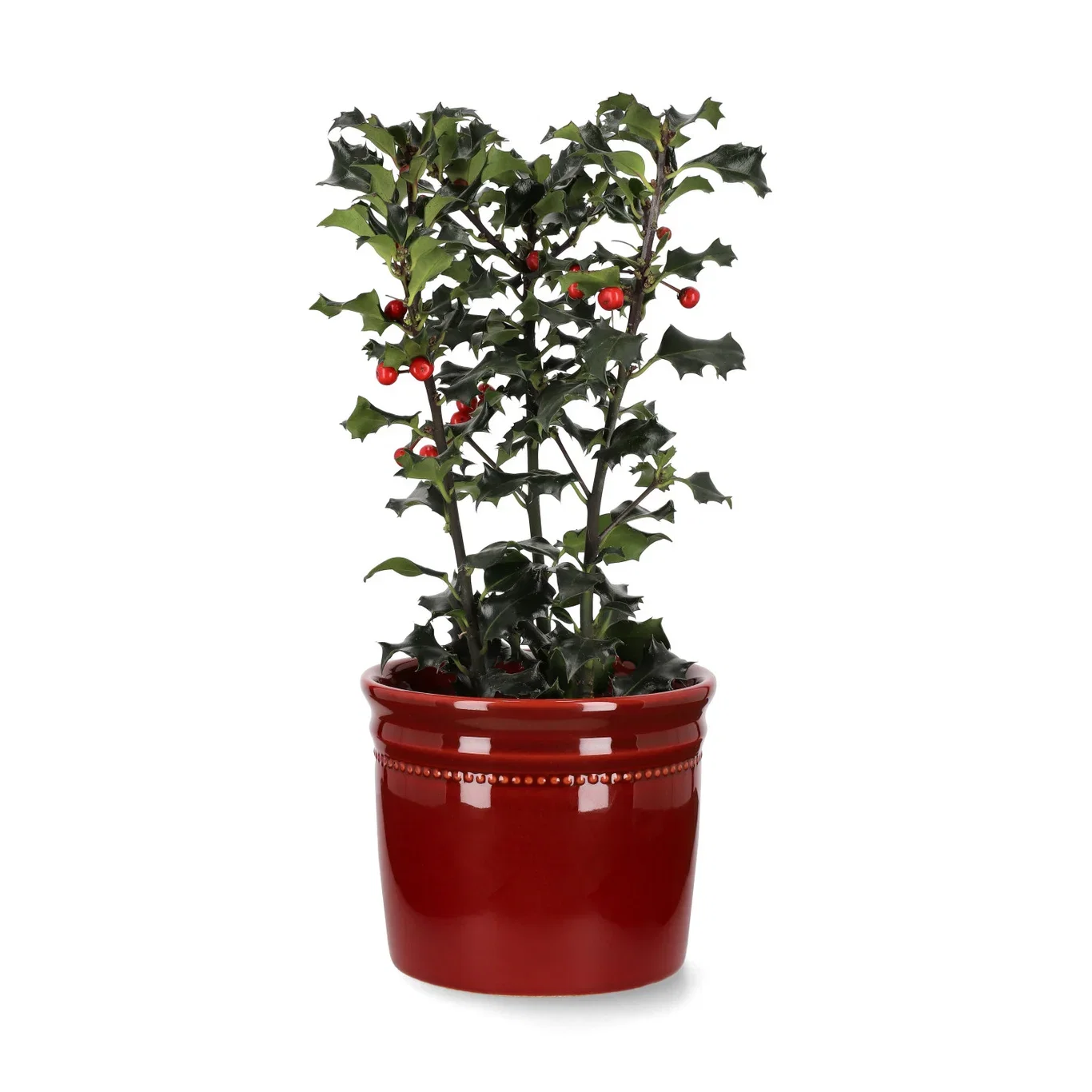 Ilex aquifolium 12 cm