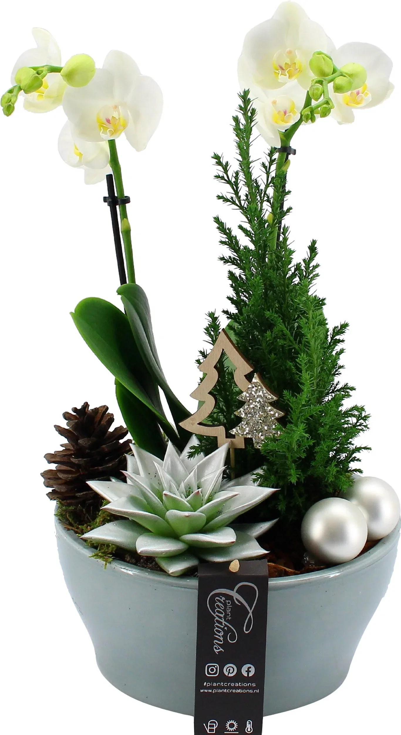 Orchid Phalaenopsis-arrangemang i dekorativ kruka