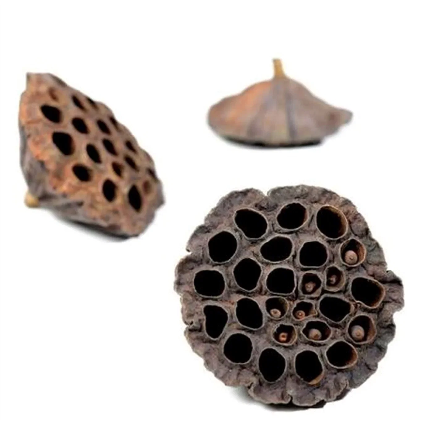 Torkade lotusblommor