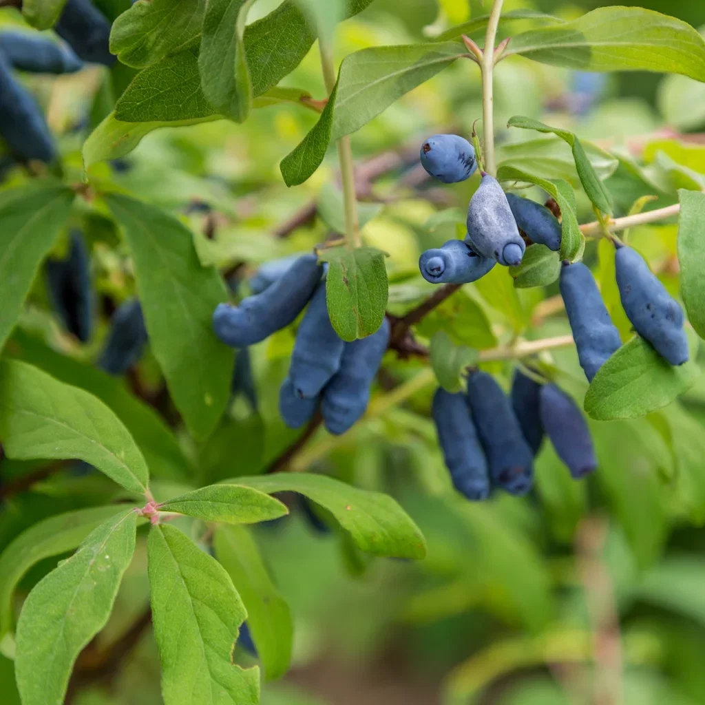 Honungsbär 'Balalaika'