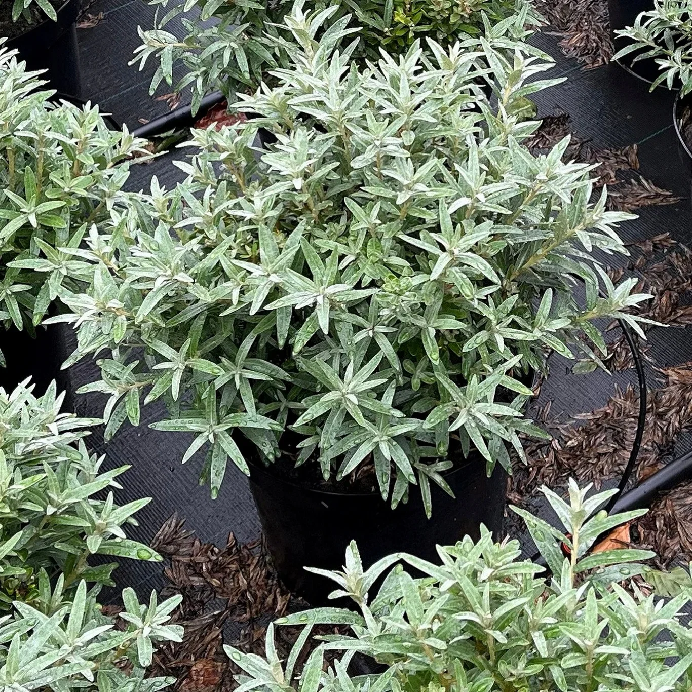 Hippophae rhamnoides 'Hikul' 4,5L