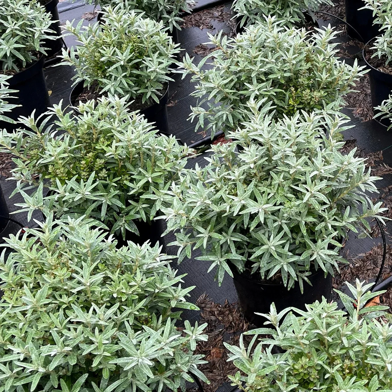 Hippophae rhamnoides 'Hikul' 4,5L