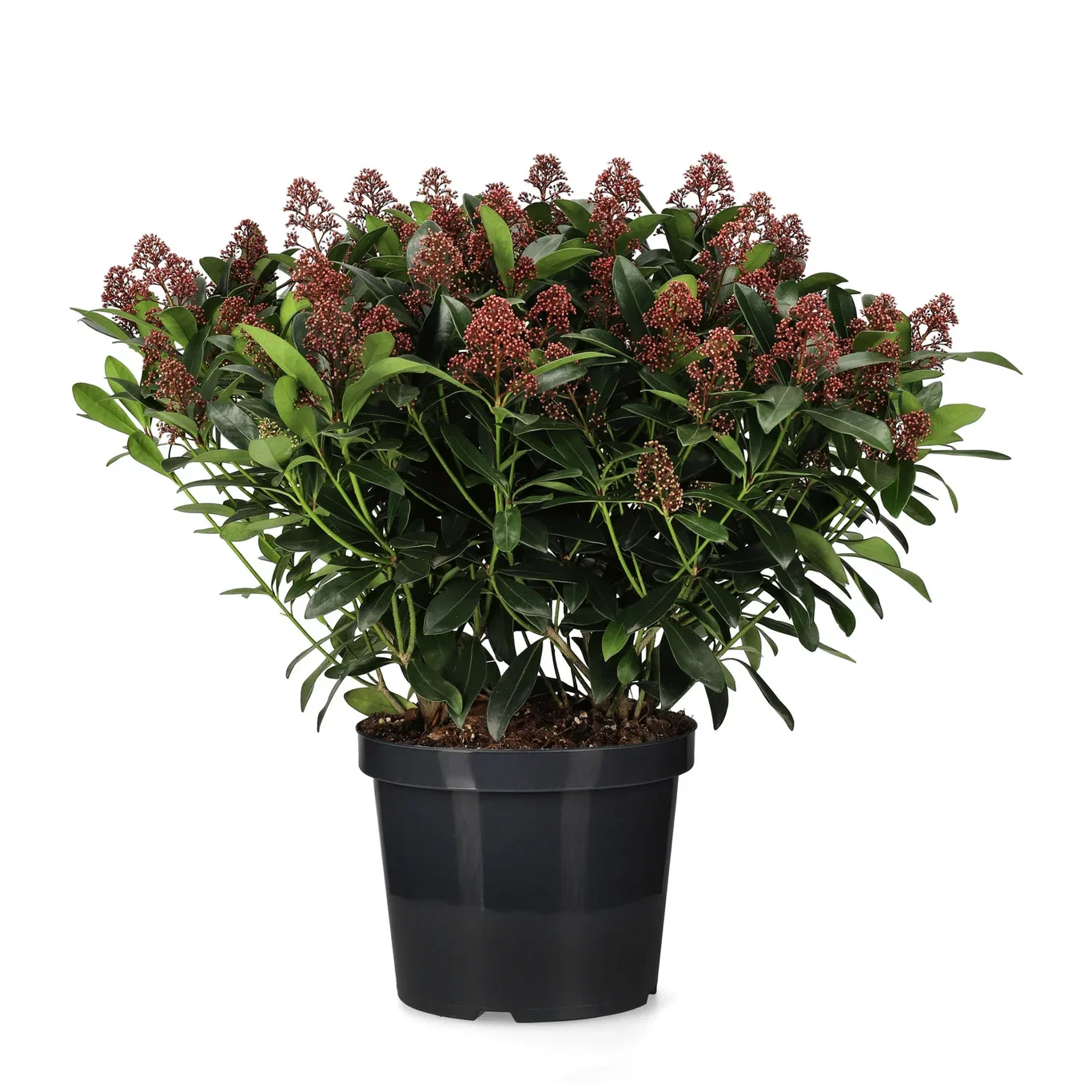 Skimmia j. 'Rubella' 40+ 30 cm