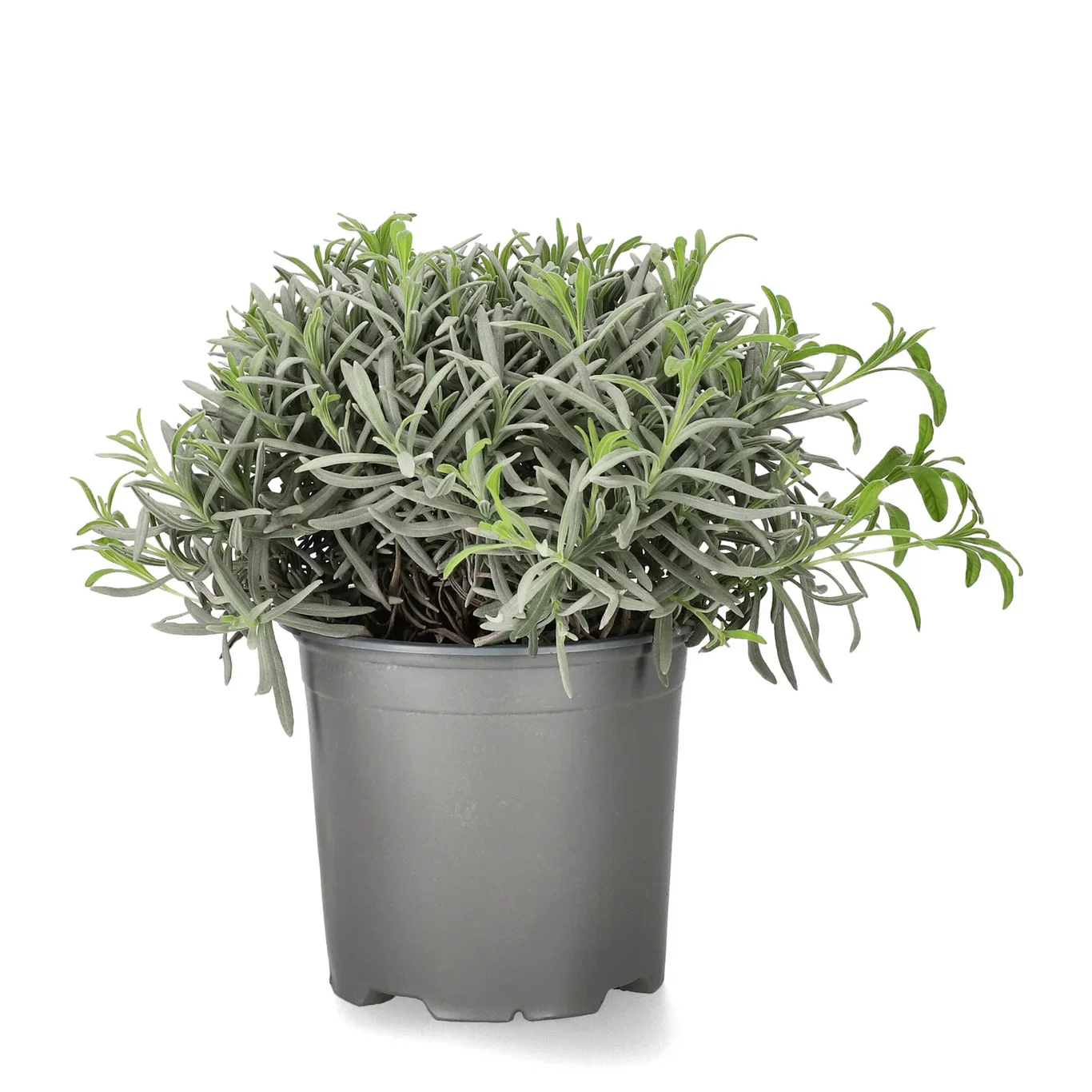 Lavendel