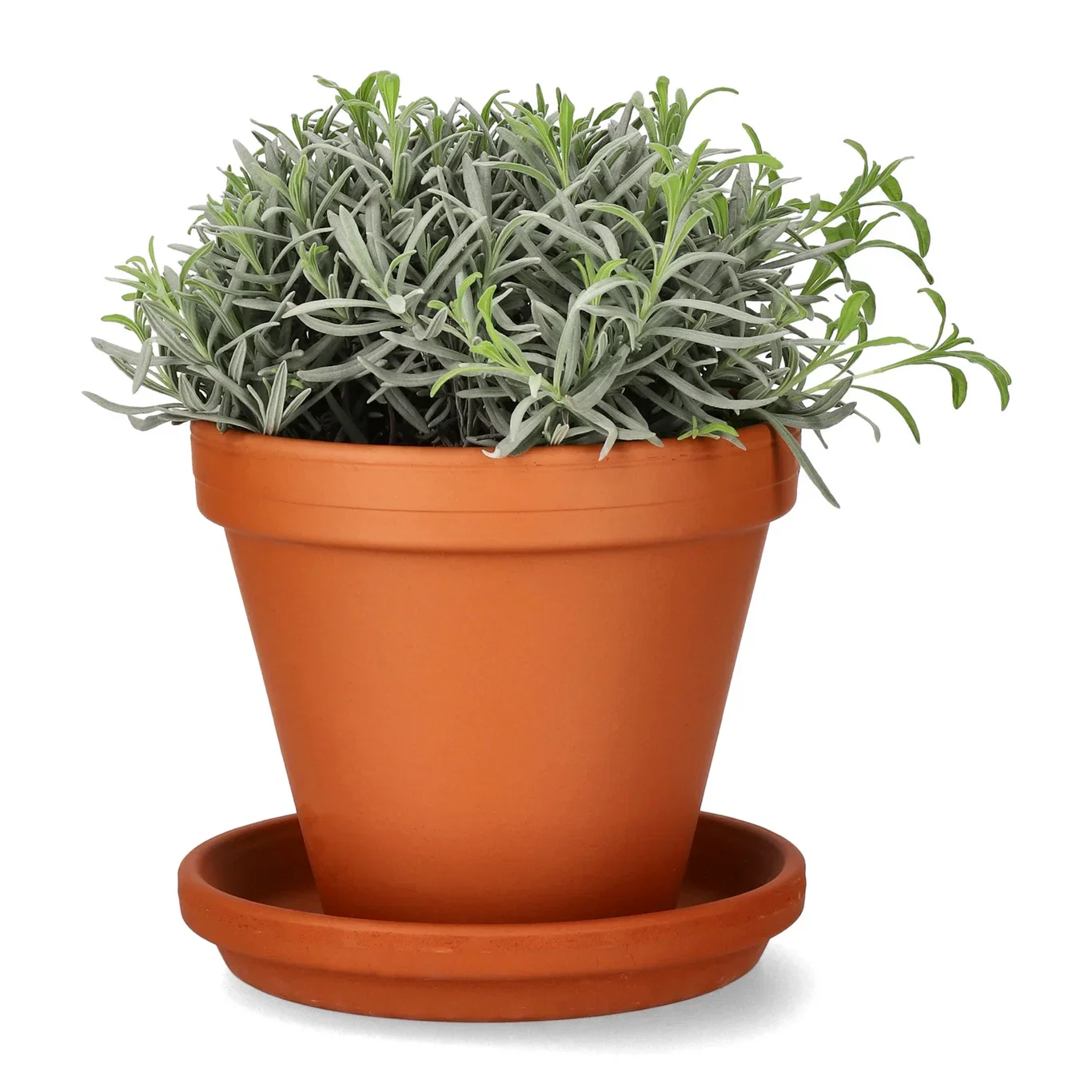 Lavendel