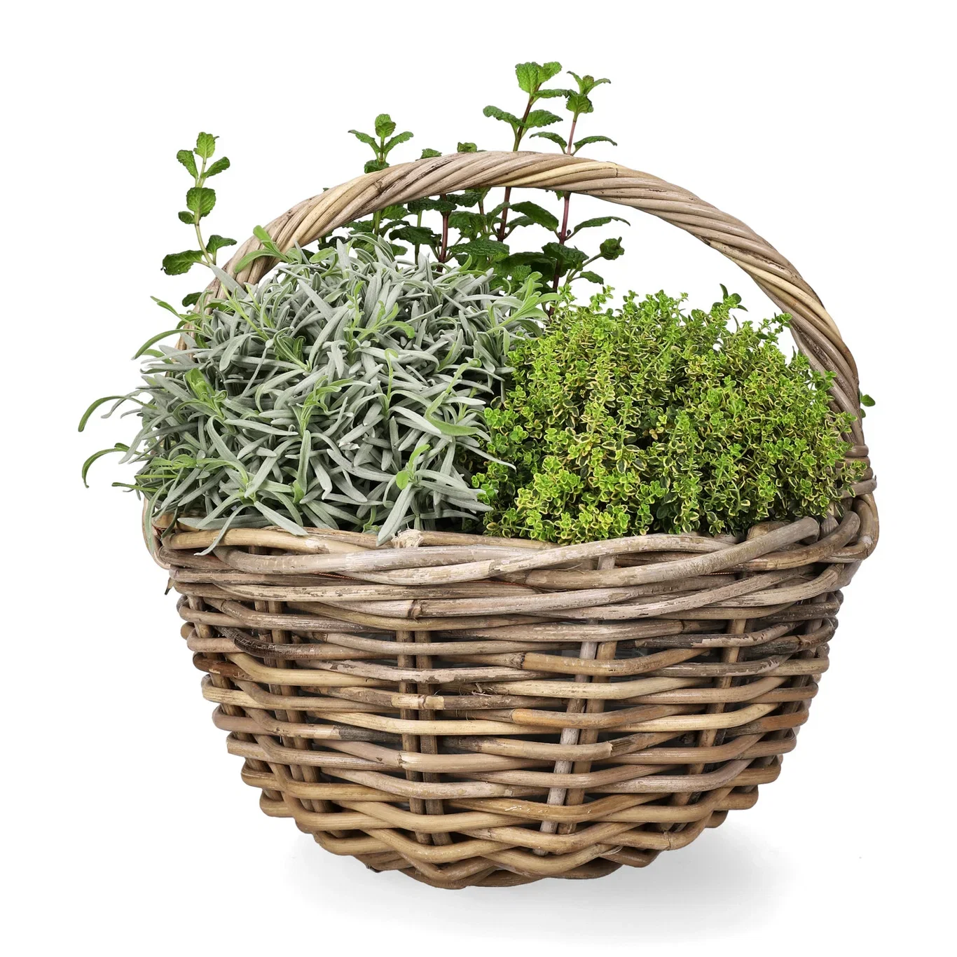 Lavendel