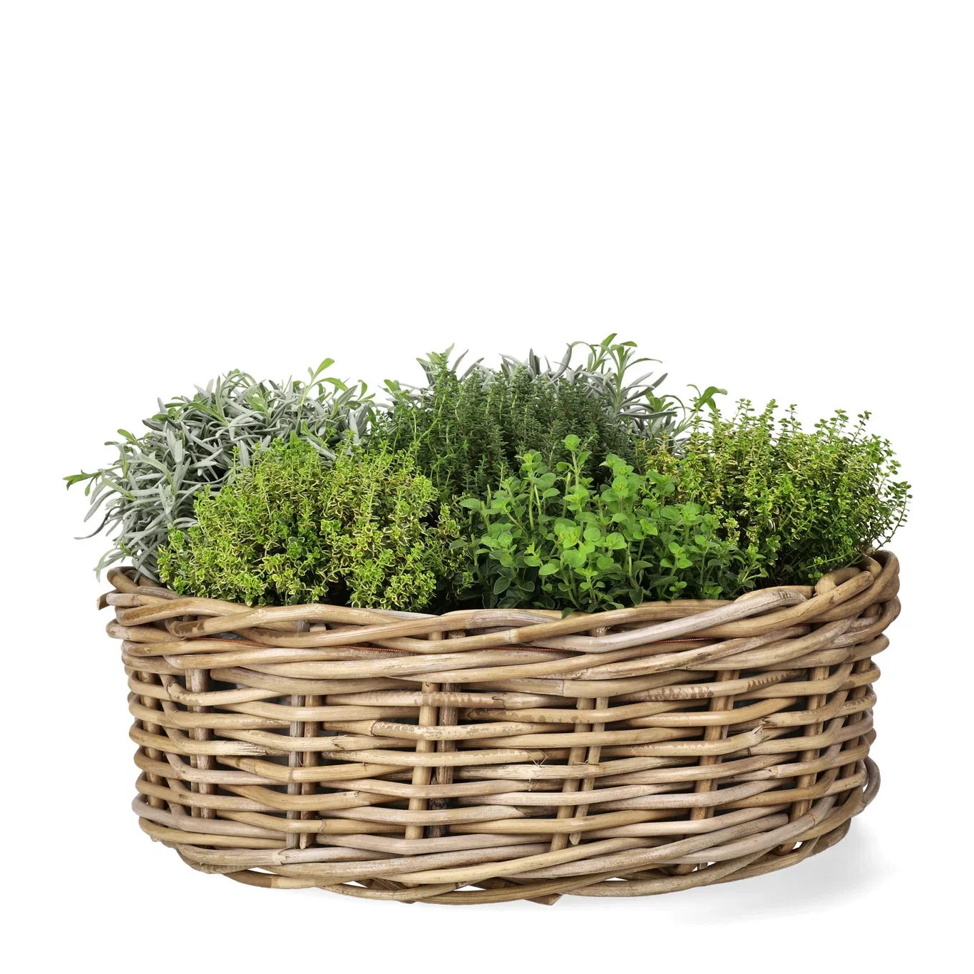 Lavendel