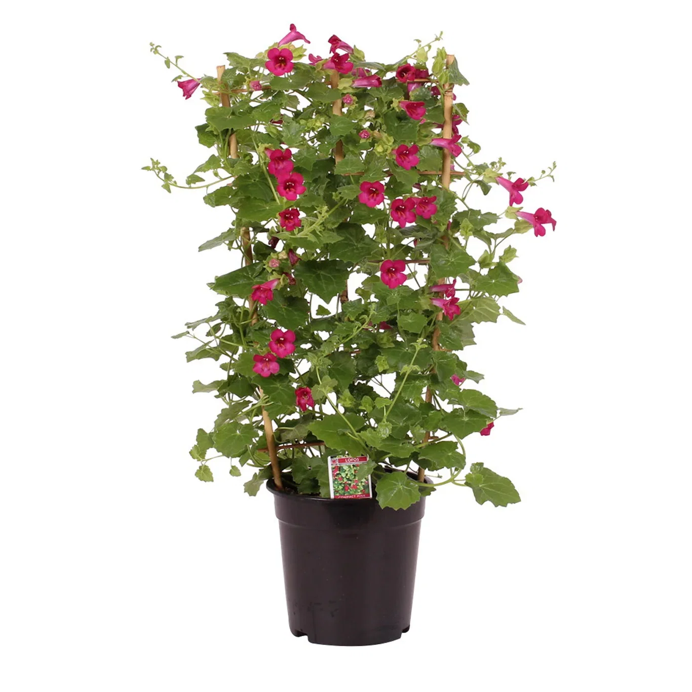 Lophospermum 'Pink' 19 cm