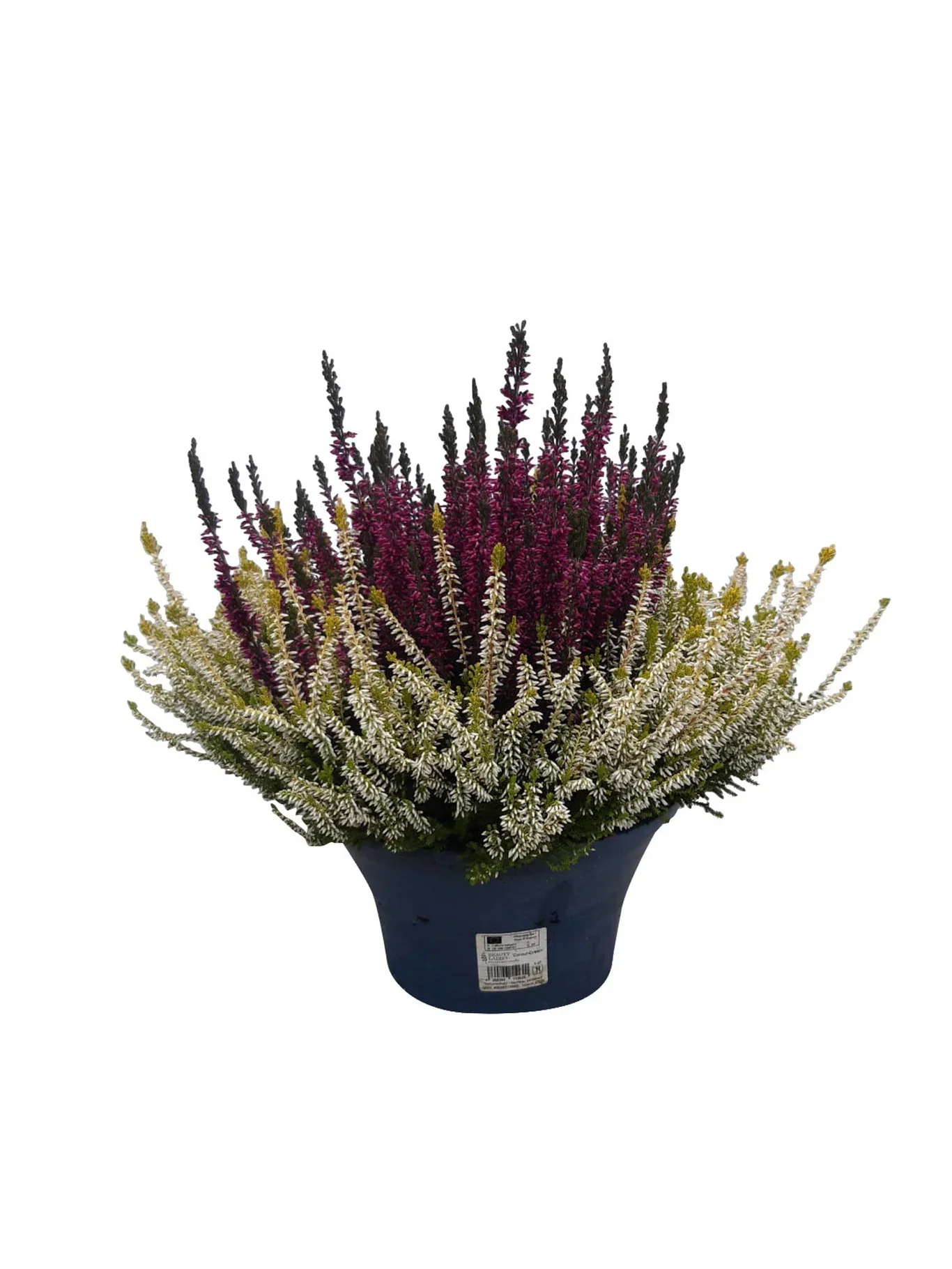 Ljung BEAUTY LADIES 'Color Crown'