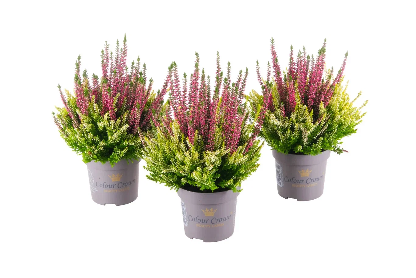 Ljung BEAUTY LADIES 'Color Crown'