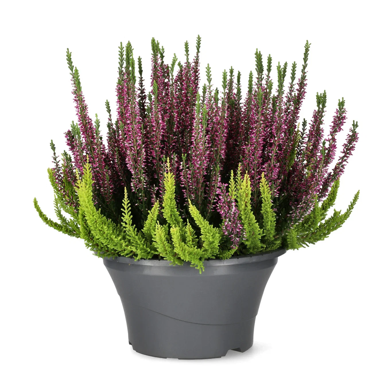 Ljung BEAUTY LADIES 'Color Crown'