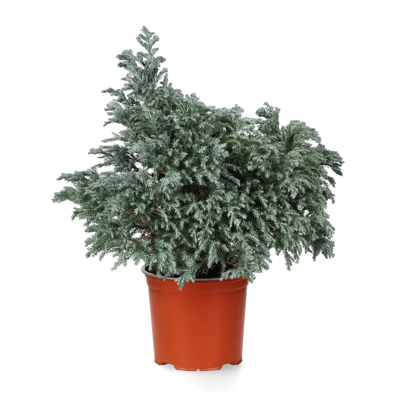 Ärtcypress 'Sky Blue'