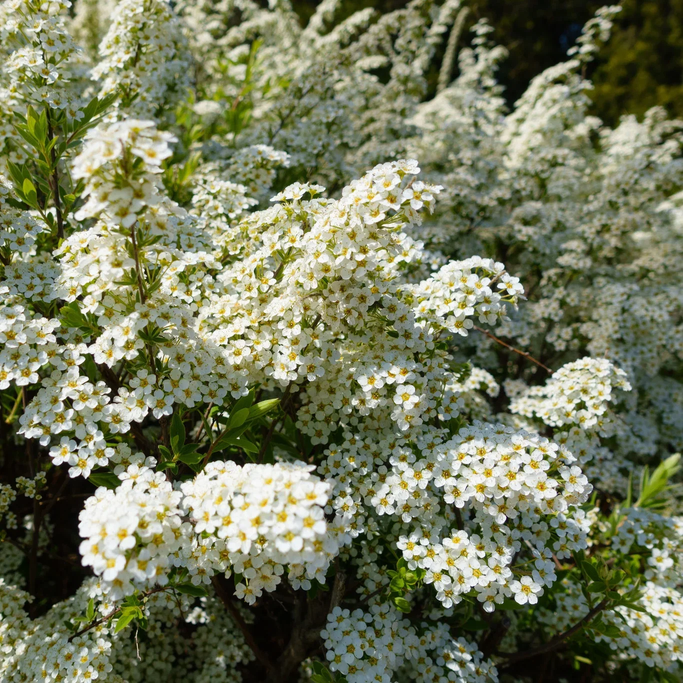 Gentspirea 10-pk barrot