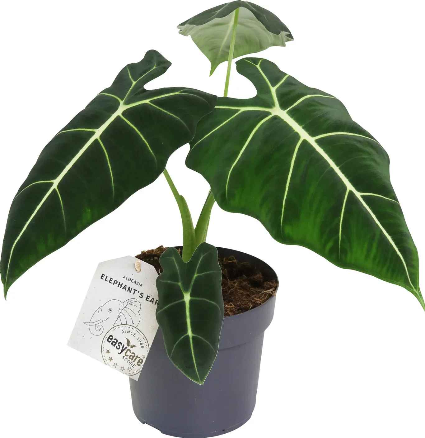 Alokasia 'Frydek'