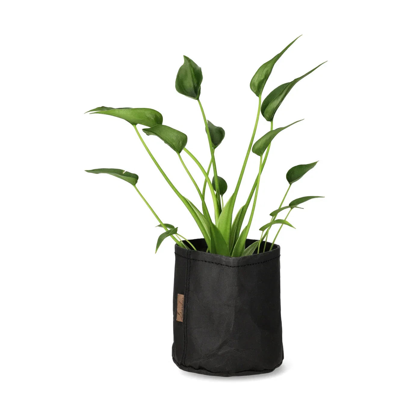 Alocasia 'Tiny Dancer' 11 cm