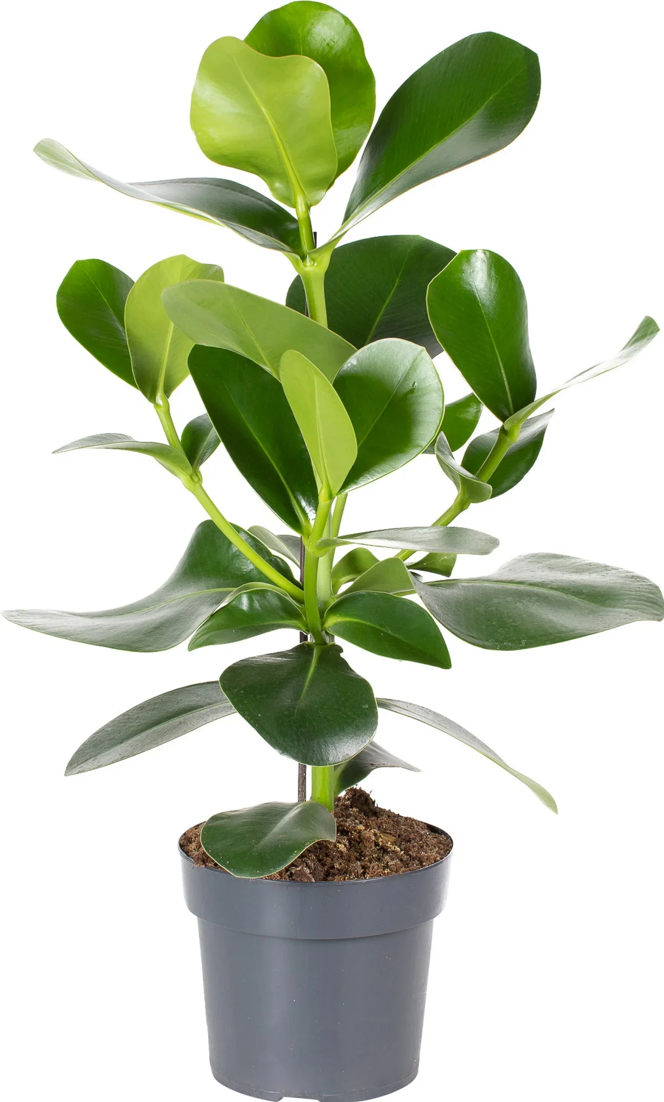 Clusia rosea 'King' 17 cm