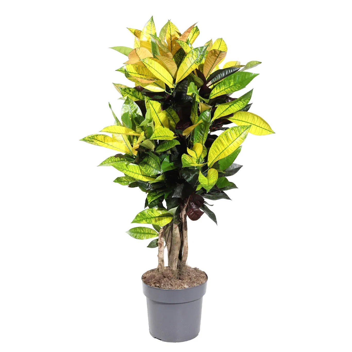 Codiaeum variegatum 'Iceton' 24 cm