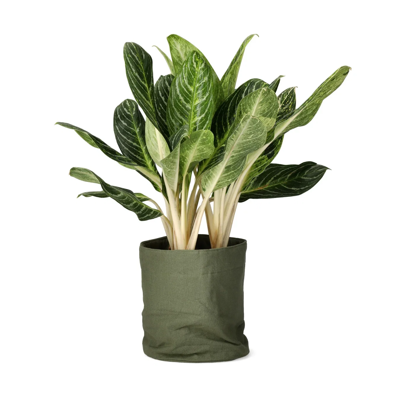 Silverkalla 'Key Lime'