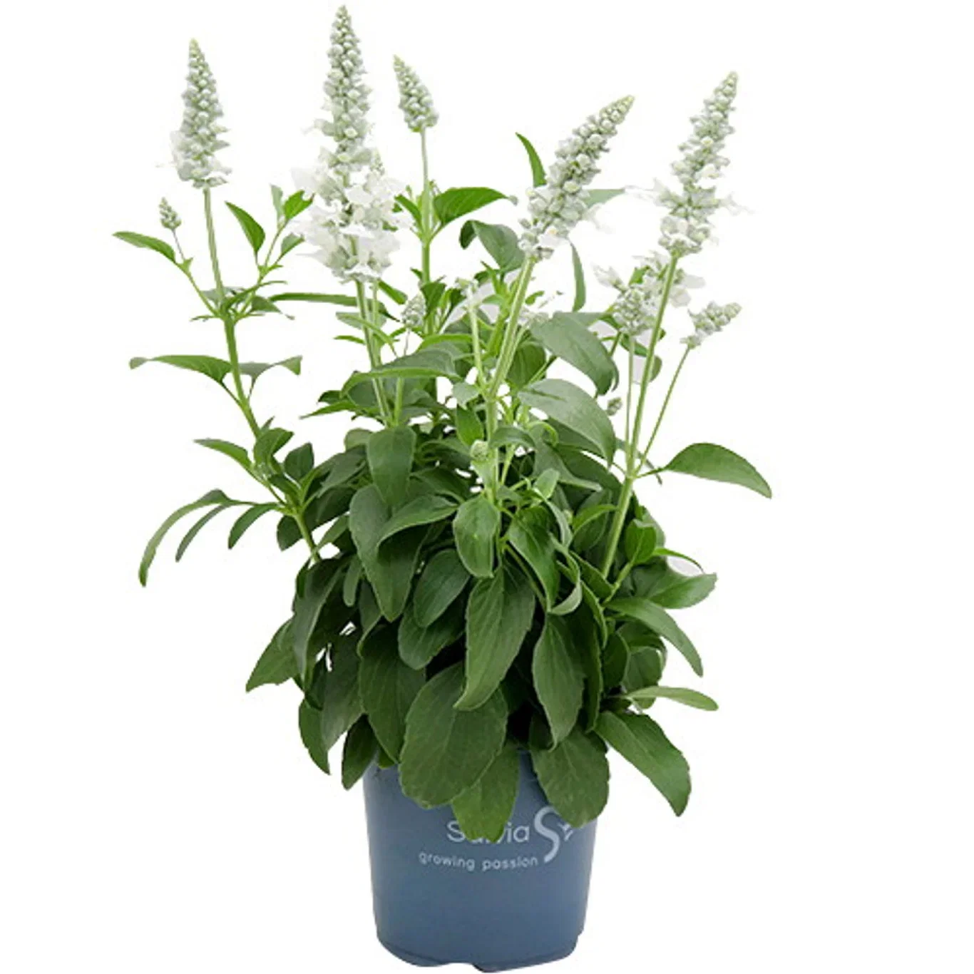 Daggsalvia
