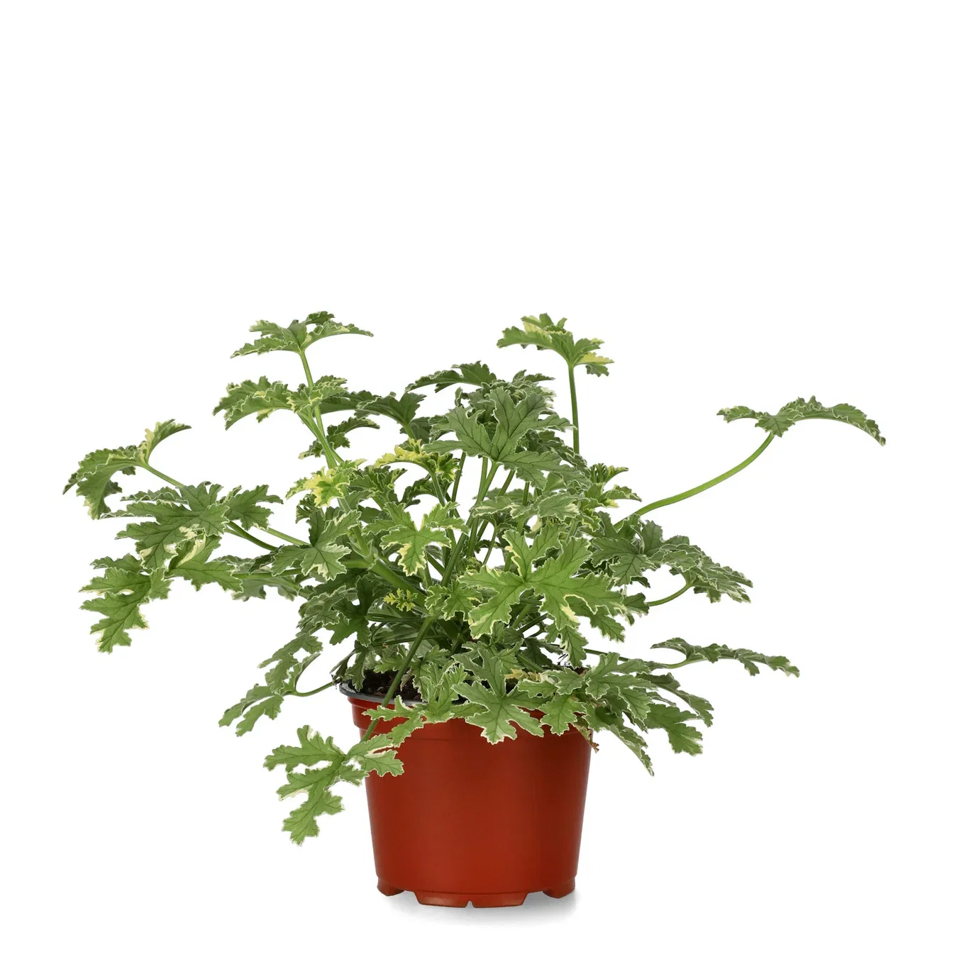 Doftpelargon 'Peppermint'