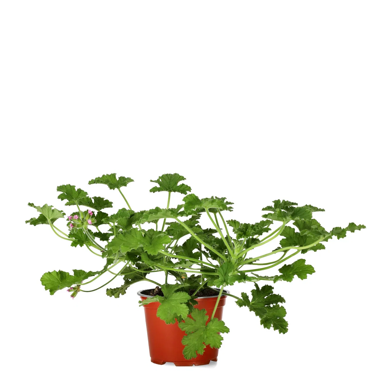 Pel. graveolens 'Rose' 12 cm