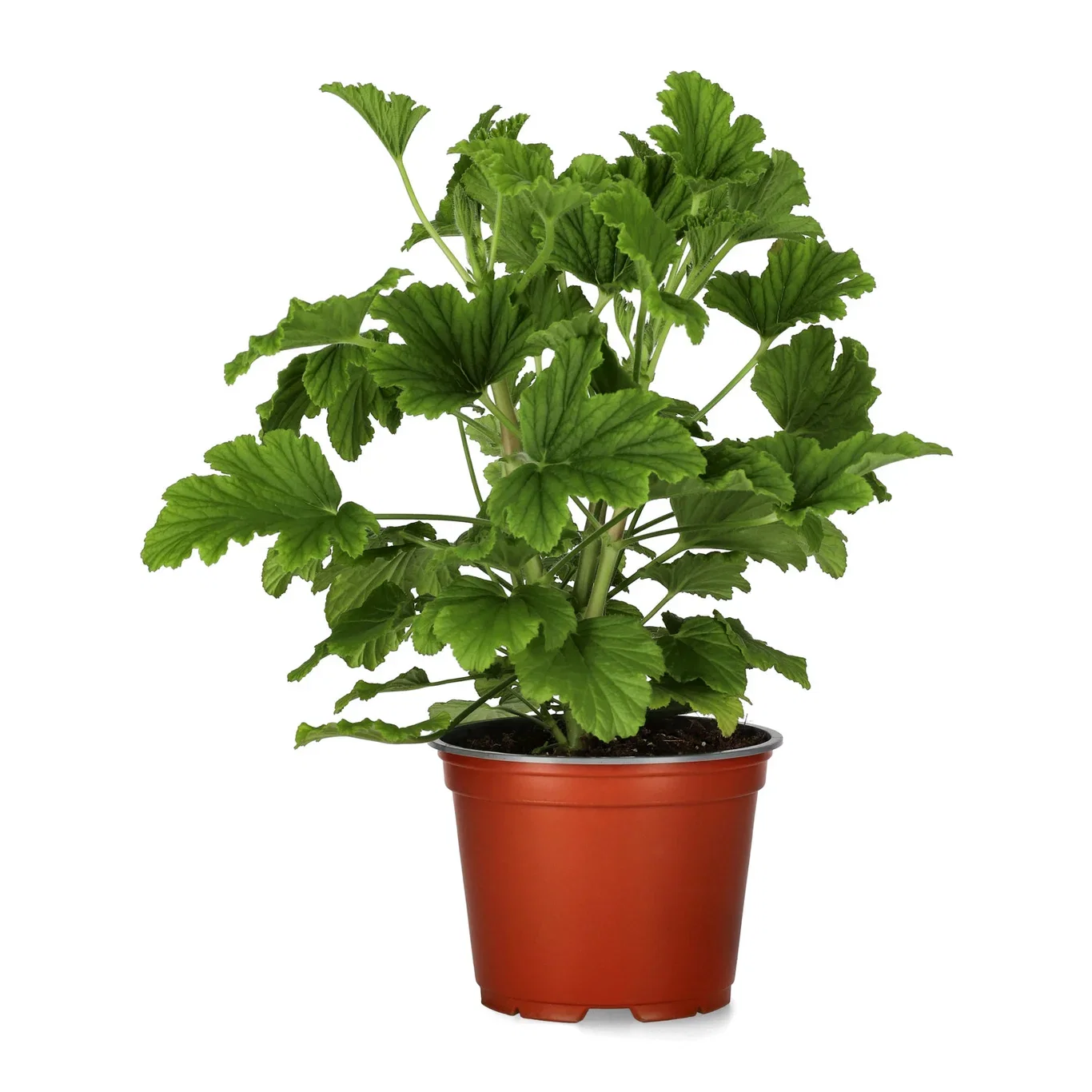 Doftpelargon 'Orange'