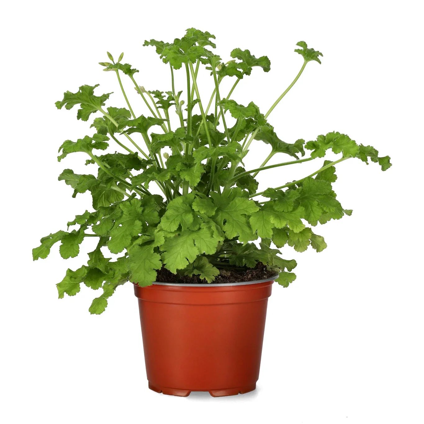 Pel. graveolens 'Hazelnut' 12 cm