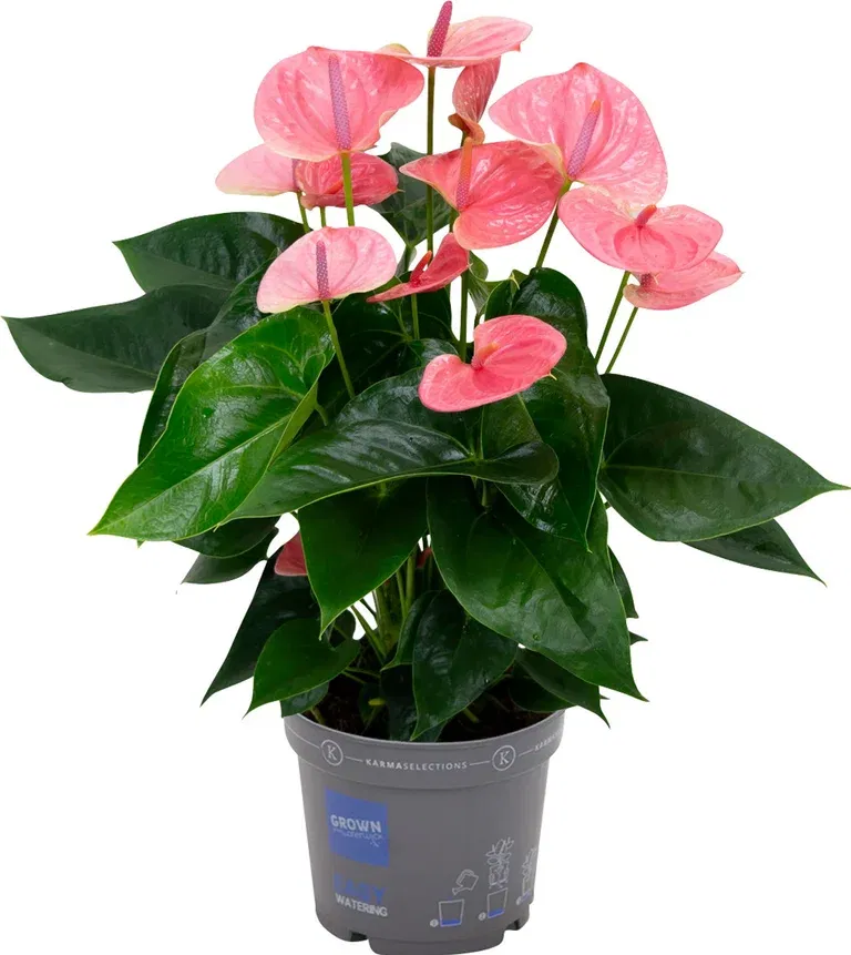 Rosenkalla