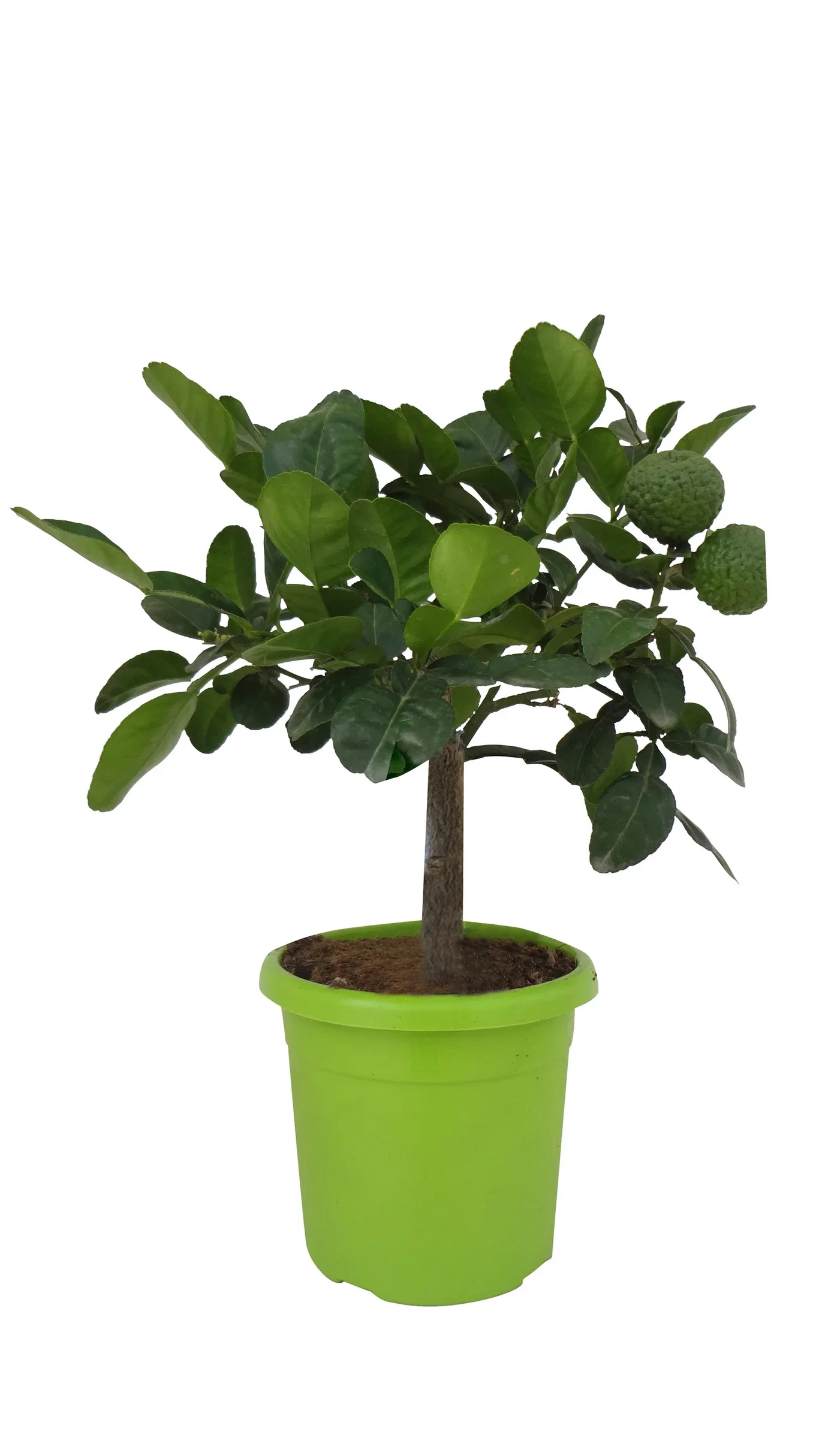 Citrus h. 'Papeda combowa' stem 14 cm