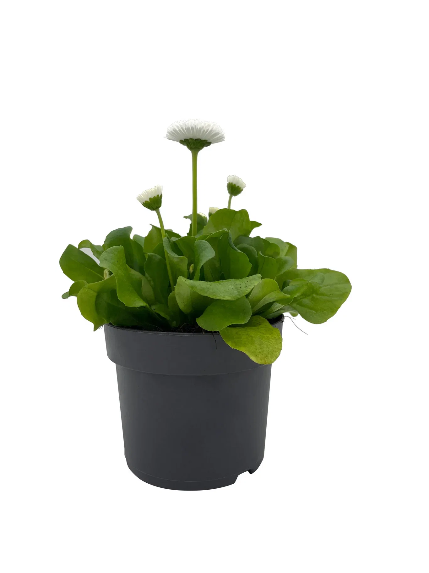 Bellis edible ECO 10,5 cm