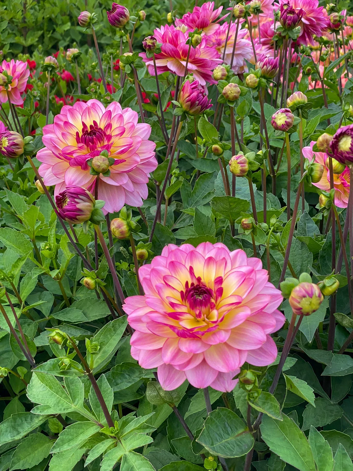 Dekorativdahlia 'Zingaro'