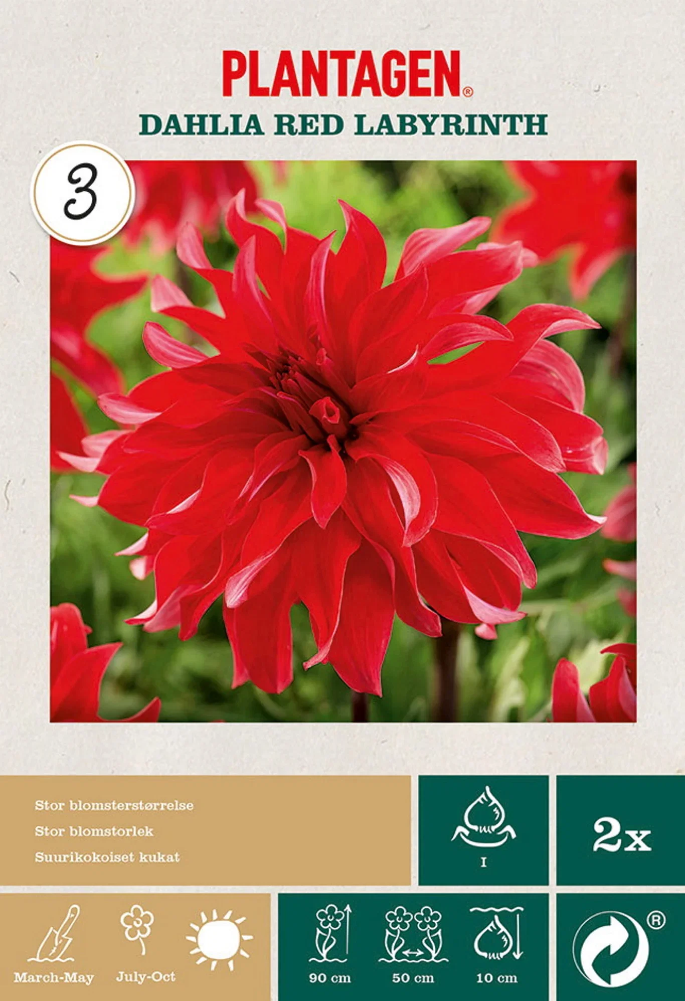 Dahlia Decorative Red Labyrinth