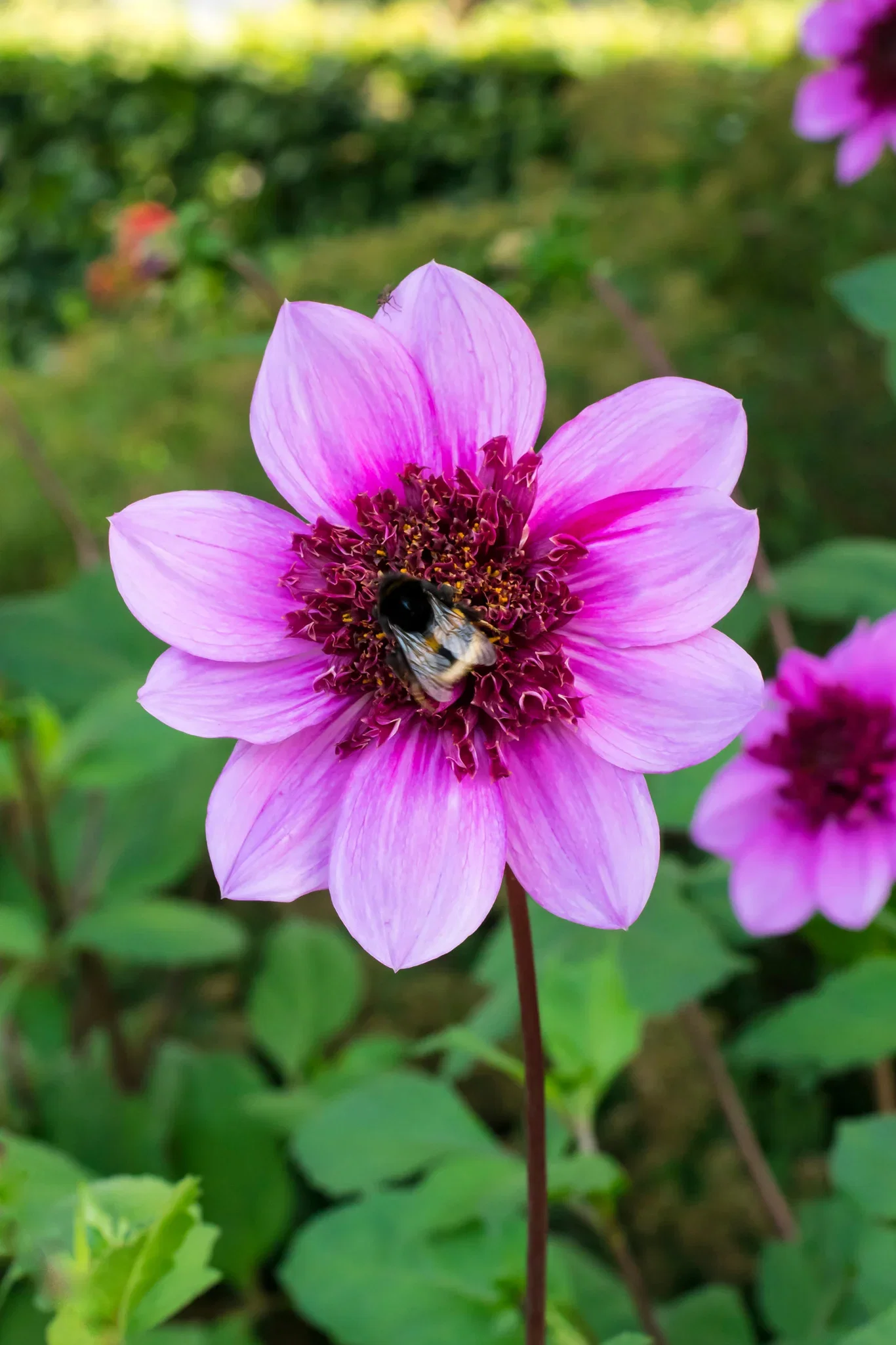 Dahlia Anemone Flowered Blue Bayou