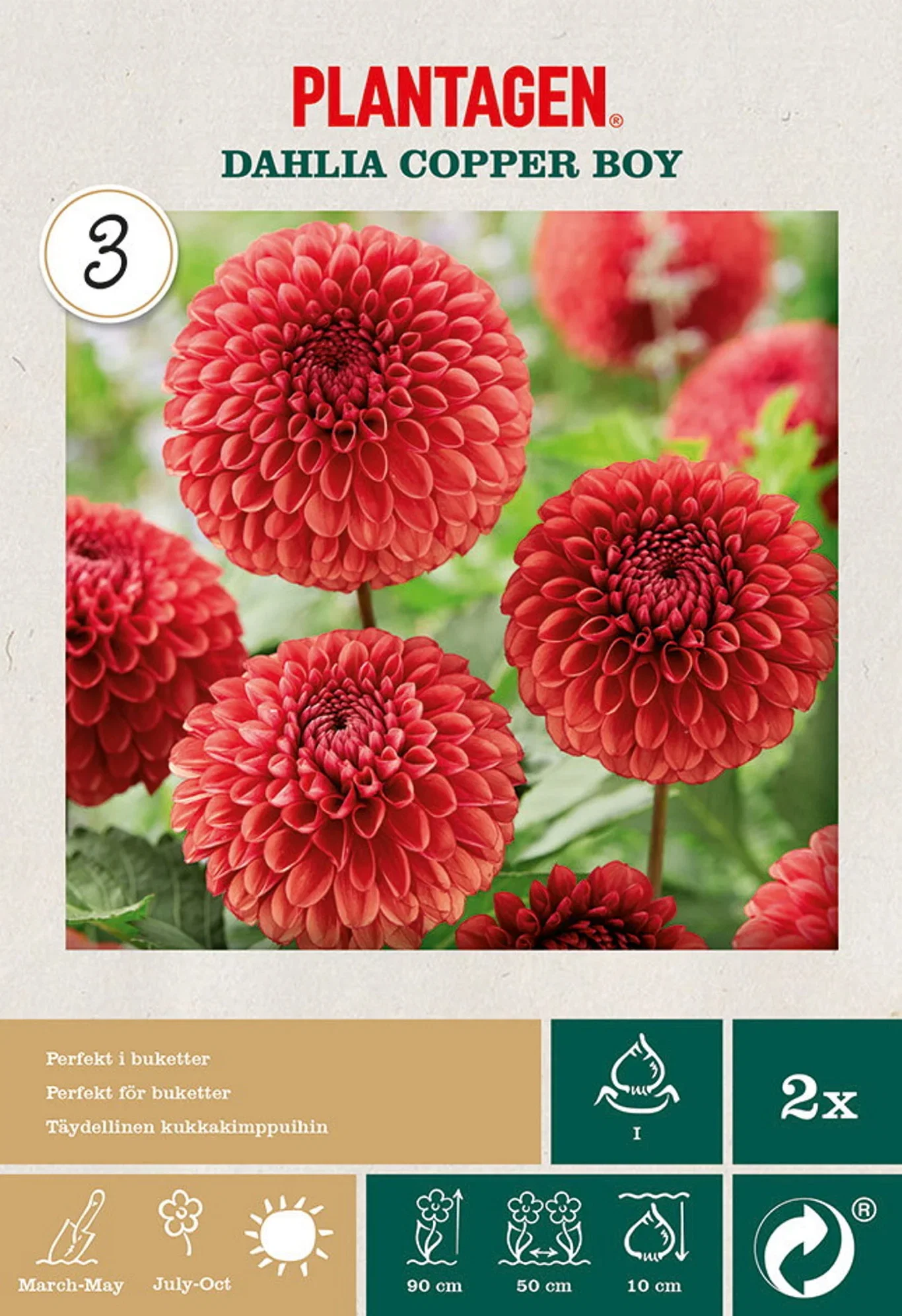 Pompondahlia 'Copper Boy'