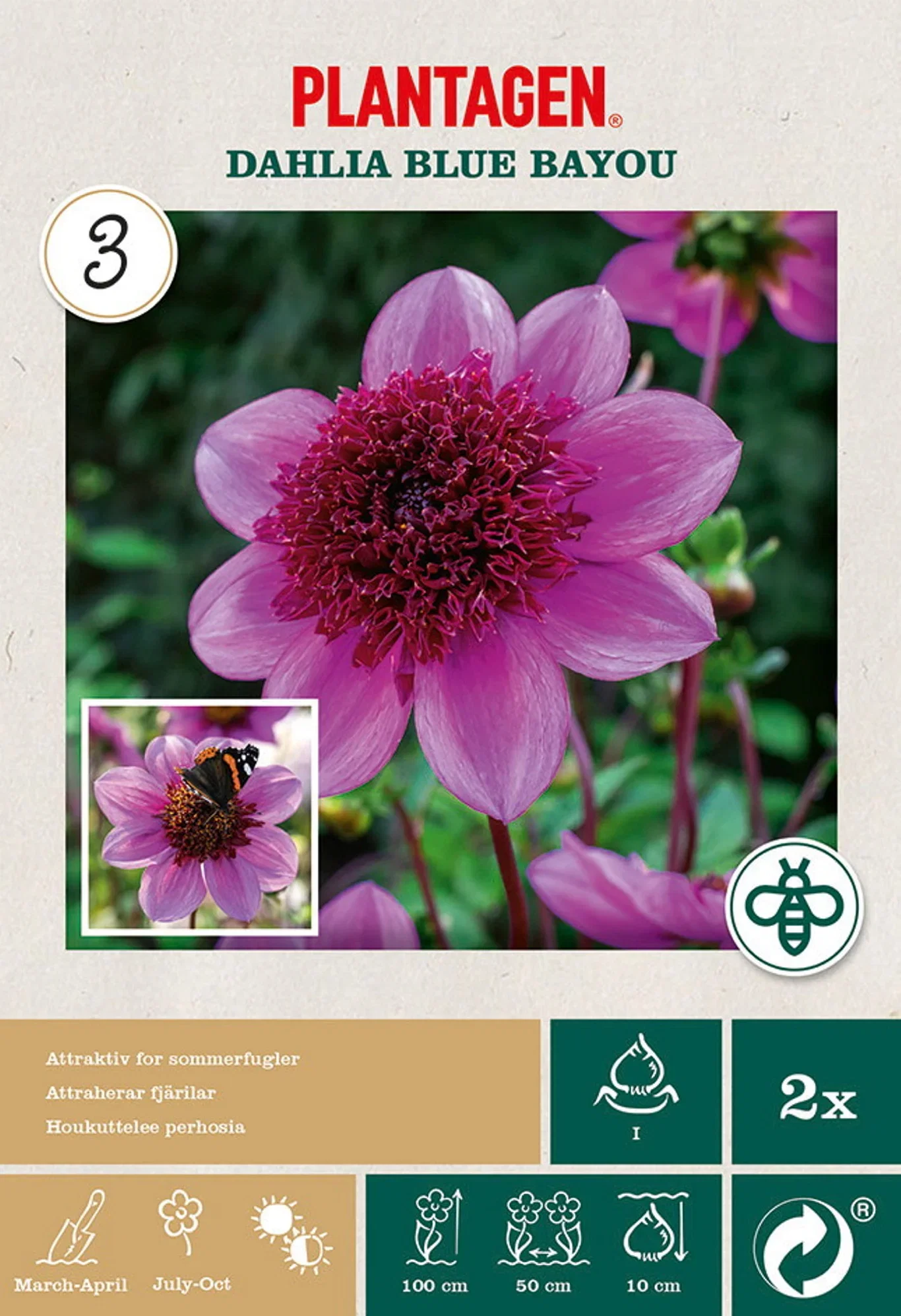 Dahlia Anemone Flowered Blue Bayou