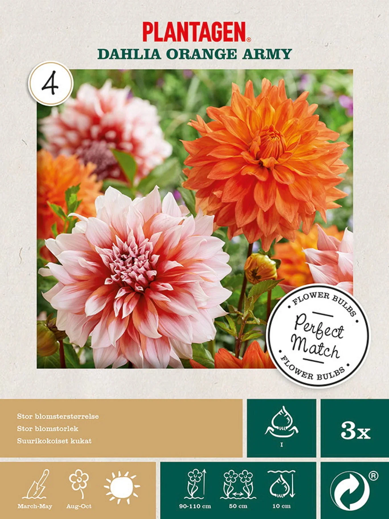 Dahlia mix Orange Army