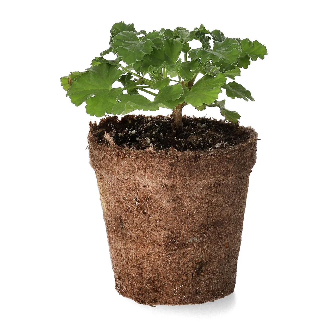 Doftpelargon stickling