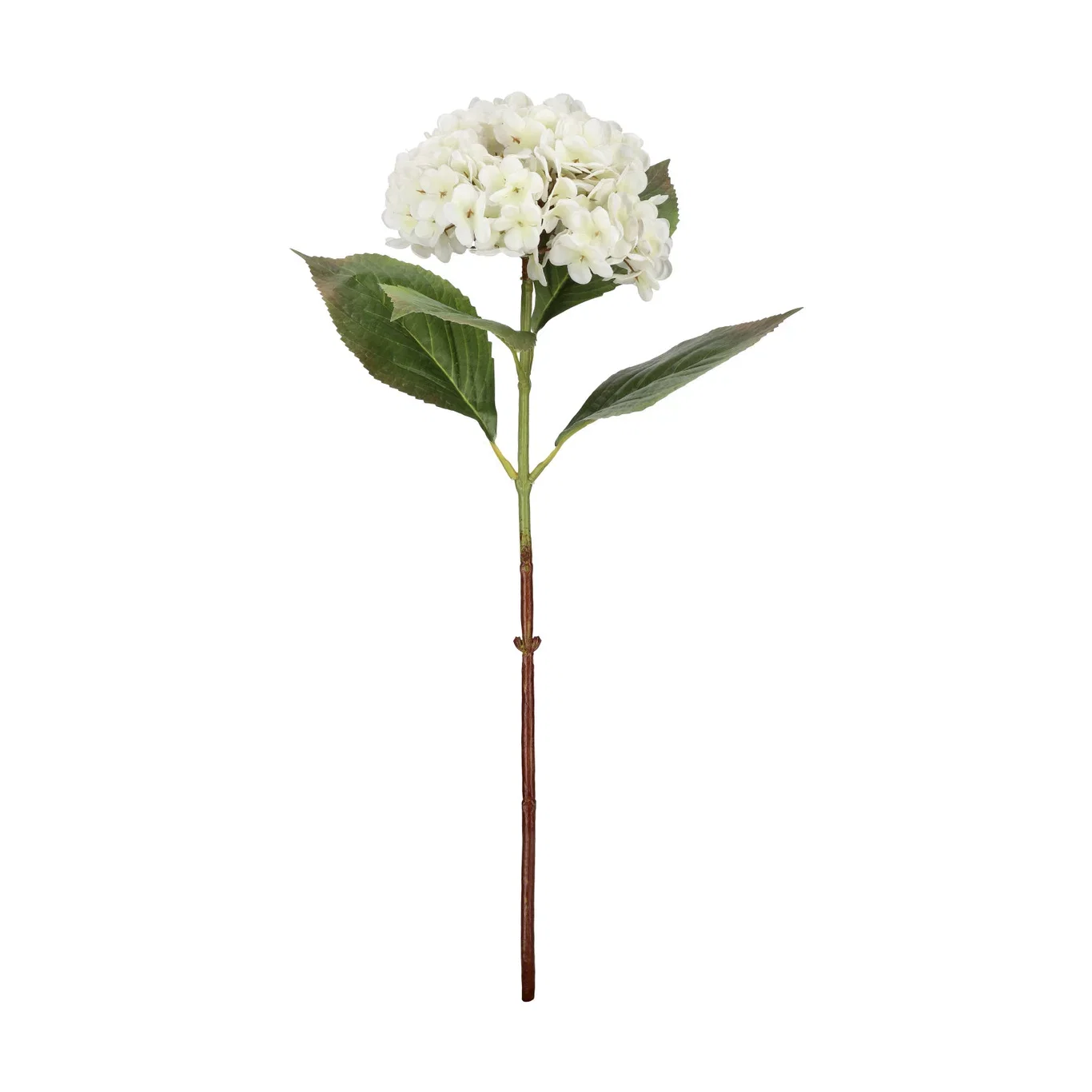 Hydrangea cut flower H52 cream
